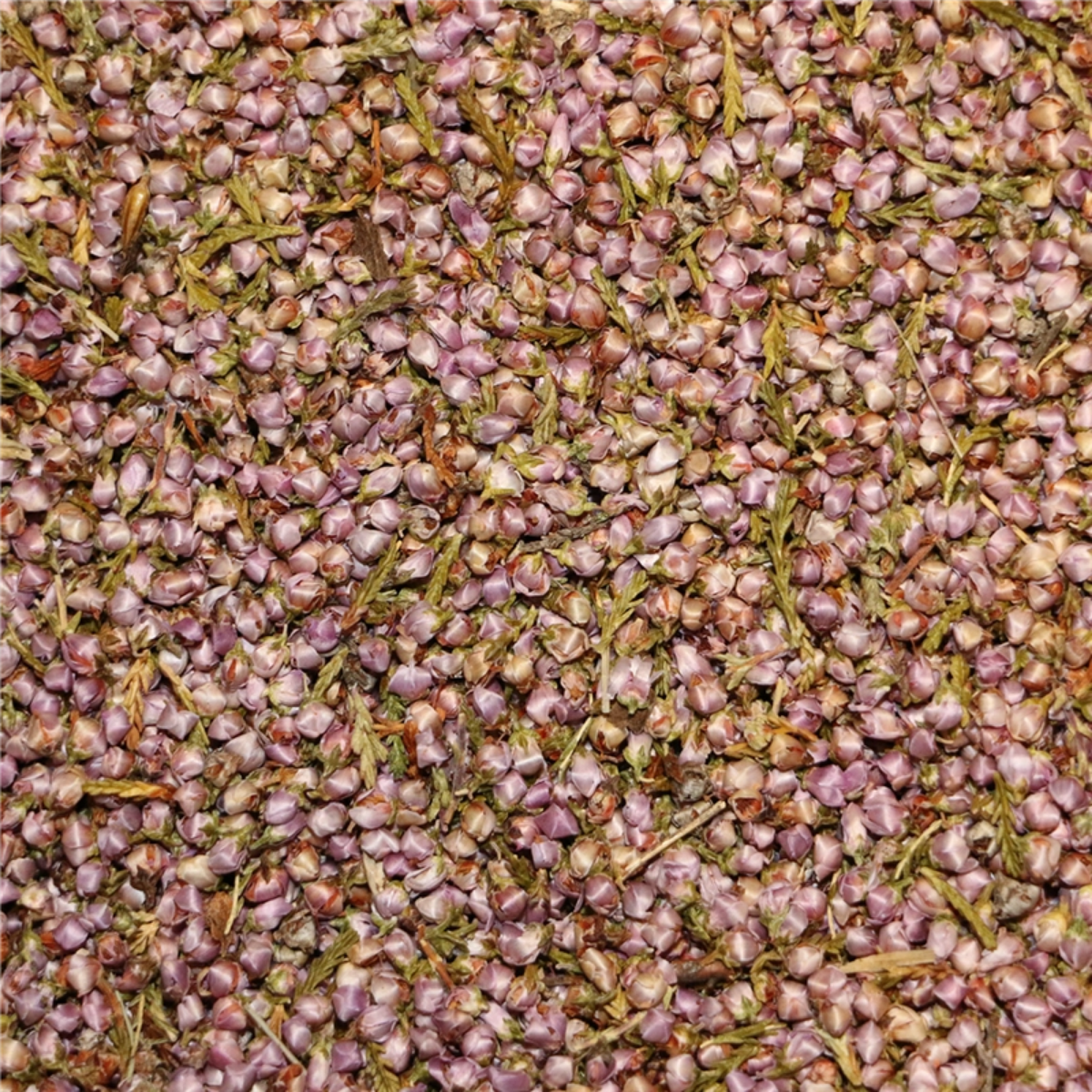 Lyngblomst