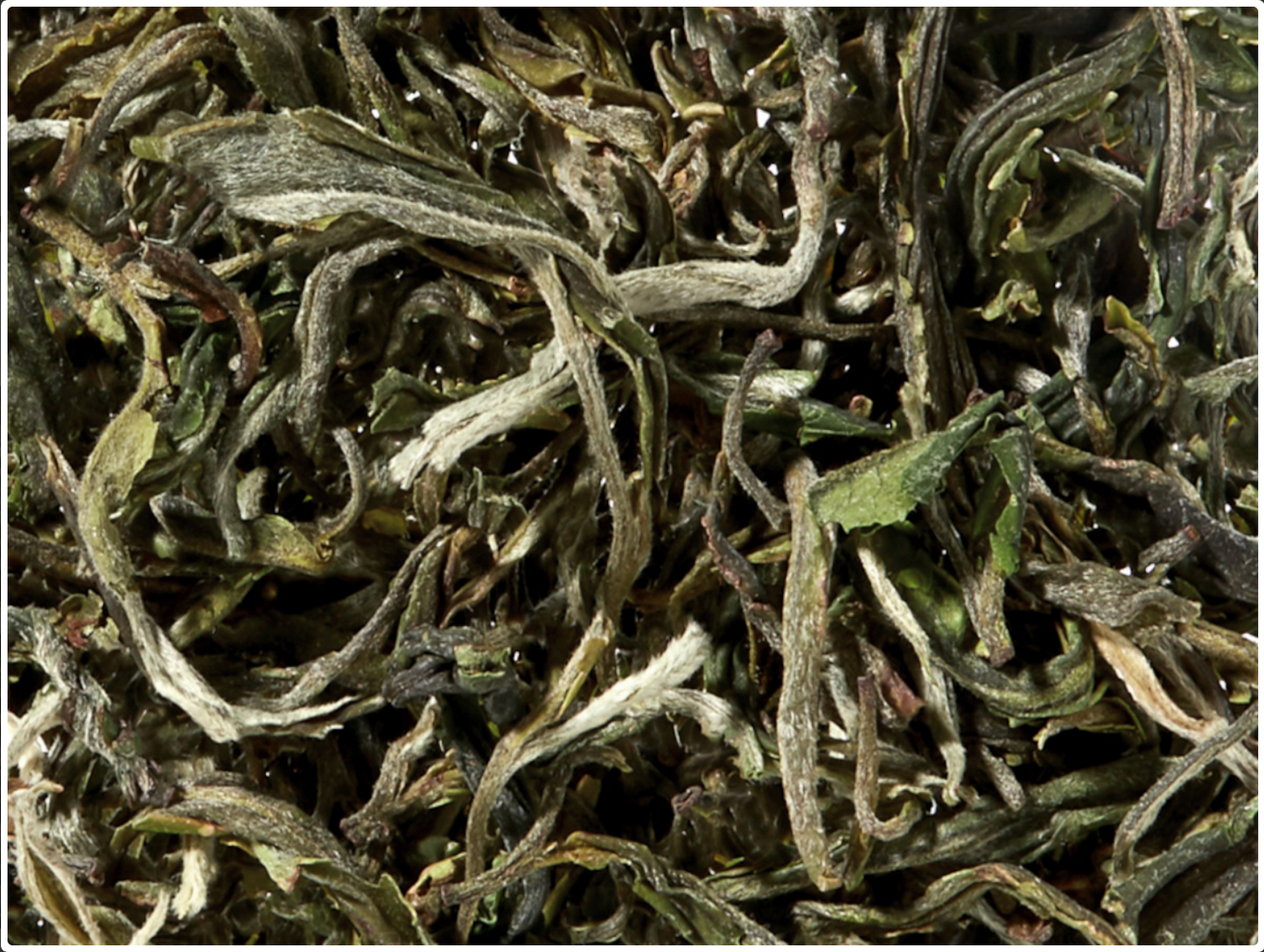 Organic white tea China Snow Buds
